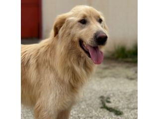 WHISKY e BIANCA, due cani bellissimi ma sfortunati
