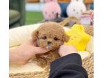maltipoo cuccioli toy