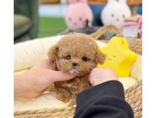 maltipoo cuccioli toy