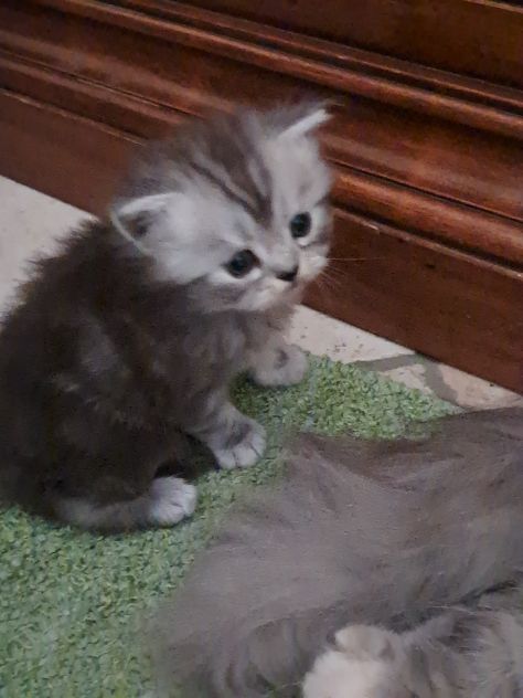 Gattini  persiani - Foto 2