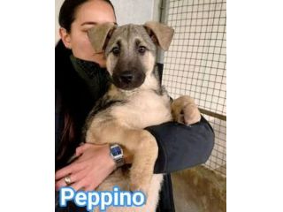 MAURA, VARCO, ROSEA, PEPPINO, CUCCIOLI IN ADOZIONE