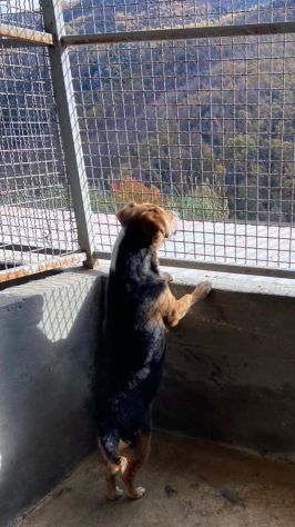VERCINGETORIGE UN 'OPPORTUNITÀ DI VITA CAGNOLINO IN ADOZIONE - Foto 2