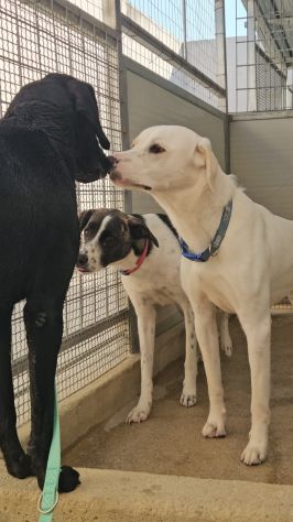 Massy: cucciolone incrocio bracco dolcissimo - Foto 6