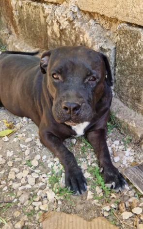 Eros e Bea due amici fedeli in adozione - Foto 2