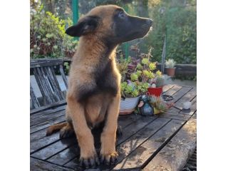 Cucciolata Pastore Belga Malinois Puglia Basilicata Campania Calabria