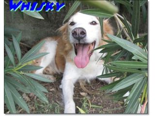 WHISKY cuor contento
