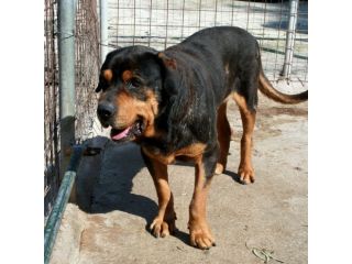 POLDO, dolcissimo mix rottweiler vecchietto