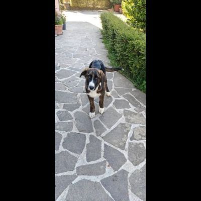 DANA E BERNA CUCCIOLE IN ADOZIONE - Foto 5