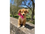 Regalo cuccioli taglia medio piccola