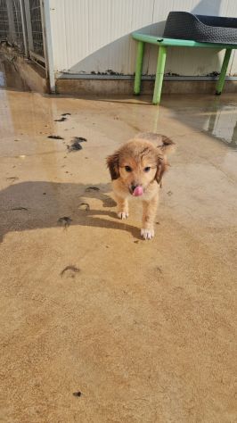 Uli: 3 mesi taglia contenuta - Foto 4