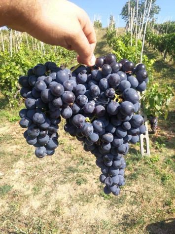 Sangiovese e Trebbiano bio