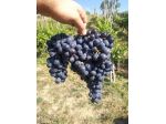 Sangiovese e Trebbiano bio