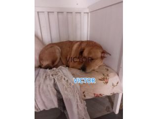 VICTOR TIMIDO E TRANQUILLO, CAGNOLINO IN ADOZIONE