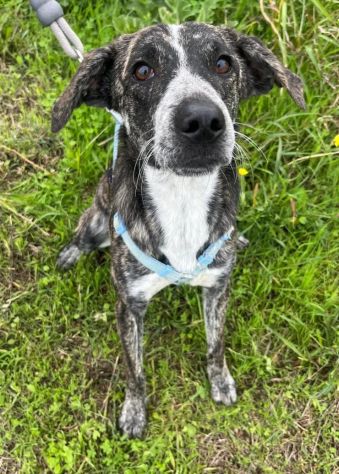 ELSA DOLCE E BUONA CUCCIOLA IN ADOZIONE - Foto 5