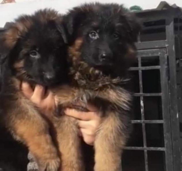 Titolo dellannuncio. Cuccioli di pastore tedesco pelo lungo e pelo normale. - Foto 3