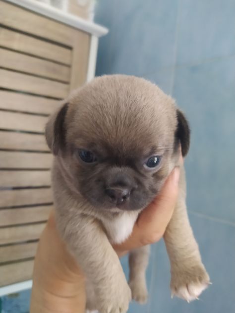 Chihuahua cucciole femmine - Foto 2