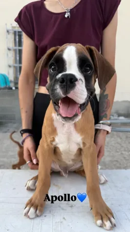Cuccioli boxer da Riproduzione Selezionata - Foto 2