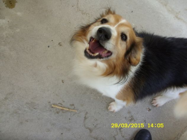 TOMMY, adozione del cuore - Foto 4