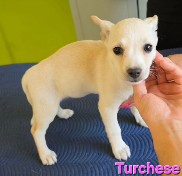 TURCHESE, cucciola mix volpino breton - Foto 7