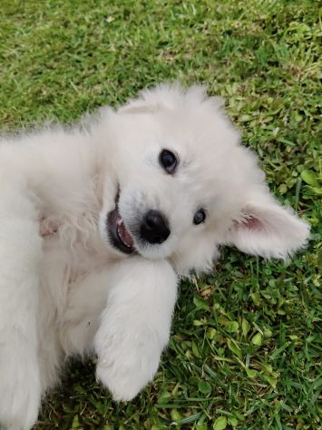Punch: cucciolo ipovedente taglia grande - Foto 4