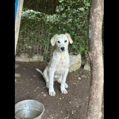 SALLY DELIZIOSA CUCCIOLA IN ADOZIONE - Foto 7