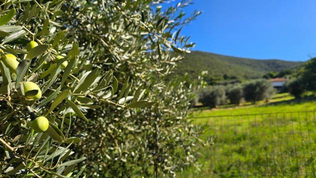 Terratetto in vendita a Guardea - Foto 4