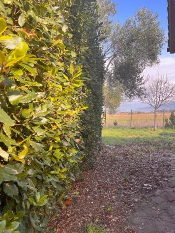 Villetta a schiera in affitto a Coltano - Pisa 80 mq Rif: 1361592 - Foto 3