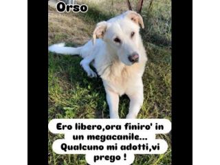 UNA FAMIGLIA DI CUORI BIANCHI DA SALVARE, CANE IN ADOZIONE