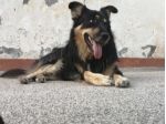 STUPENDO WILL IN REGALO IN TUTTA ITALIA