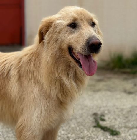 WHISKY e BIANCA, due cani bellissimi ma sfortunati - Foto 3