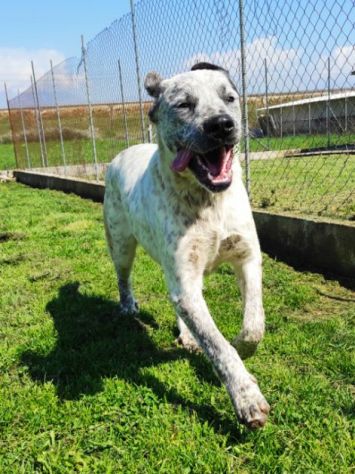 JAGO ADORABILE TENERONE: CANE IN ADOZIONE - Foto 7