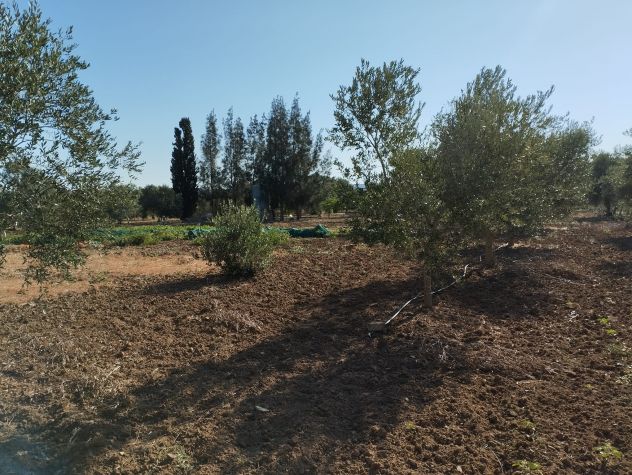 Terreno con 70 alberi d'ulivo - Foto 6