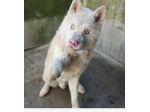 Akitainu 9ANNI E CIECO PORTATO IN CANILE.PROV BERGAMO