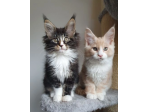 prenotazione bellissimi cuccioli di Maine Coon