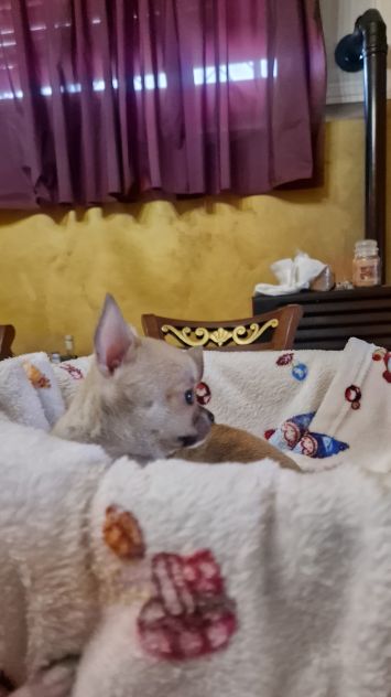Cuccioli di chihuahua cuccioloni - Foto 5