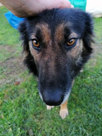 Joy bellissima lupetta a pelo lungo - Foto 3