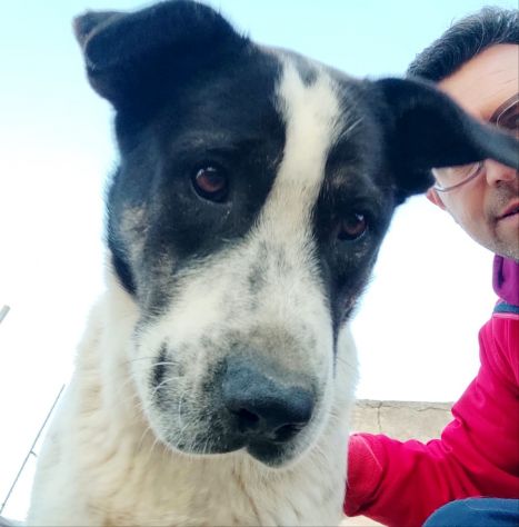 Cucciolone da sogno cerca ancora casa - Foto 4