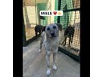 MIELE E MILO MIRACOLI D' AMORE CUCCIOLI IN ADOZIONE