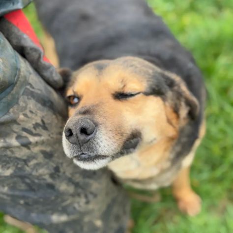 NICOLETTA CERCA SALVEZZA CANE IN ADOZIONE - Foto 3
