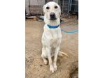BLANCO , 1 ANNO (8/01/25), TAGLIA MEDIA, PORTATO N CANILE