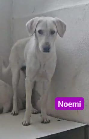 NIKE  E NOEMI CAGNOLINE IN ADOZIONE - Foto 4
