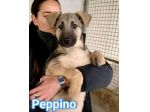 MAURA, VARCO, ROSEA, PEPPINO, CUCCIOLI IN ADOZIONE