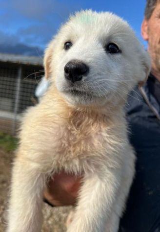 MIRKO DELIZIOSO CUCCIOLO IN ADOZIONE - Foto 2