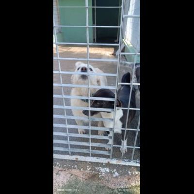 SAM E DAVE CAGNOLINI IN ADOZIONE TAGLIO MEDIO PICCOLA - Foto 2
