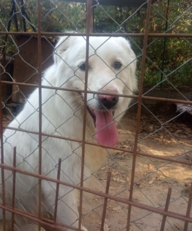 Maremmano  4anni ama stare all aperto,chi ha posto x lui? CALABRIA - Foto 4