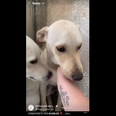 CARLOS SIMIL LABRADOR IN MINIATURA CUCCIOLO IN ADOZIONE - Foto 5