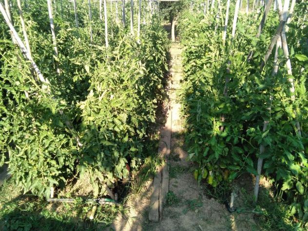 Terreno agricolo 1ha con annesso 26mq circa - Foto 3