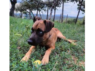 BLU 2-3anni buono con le persone!No cani!