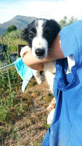 Golia cucciolo mix pastore australiano border collie - Foto 4