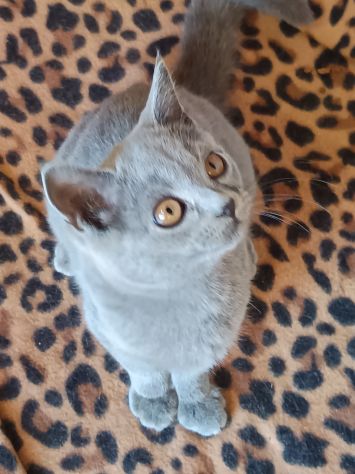 Gattini British shortair - Foto 5